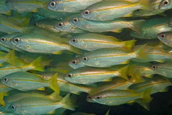Inmitten tausender Fische