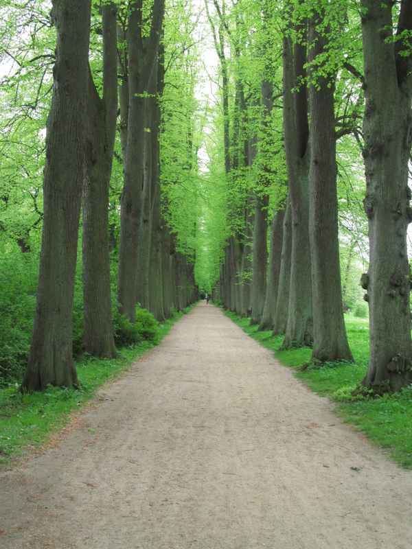 Parklandschaft 4