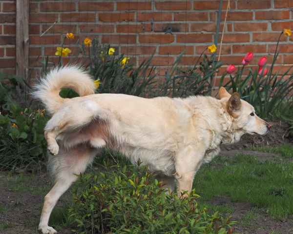 eine portion flüssig dünger
