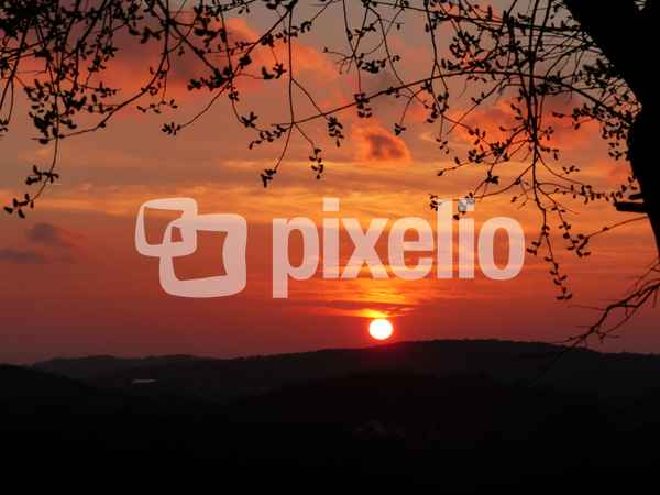 Sonnenuntergang m. Umriss von Blättern und Ästen