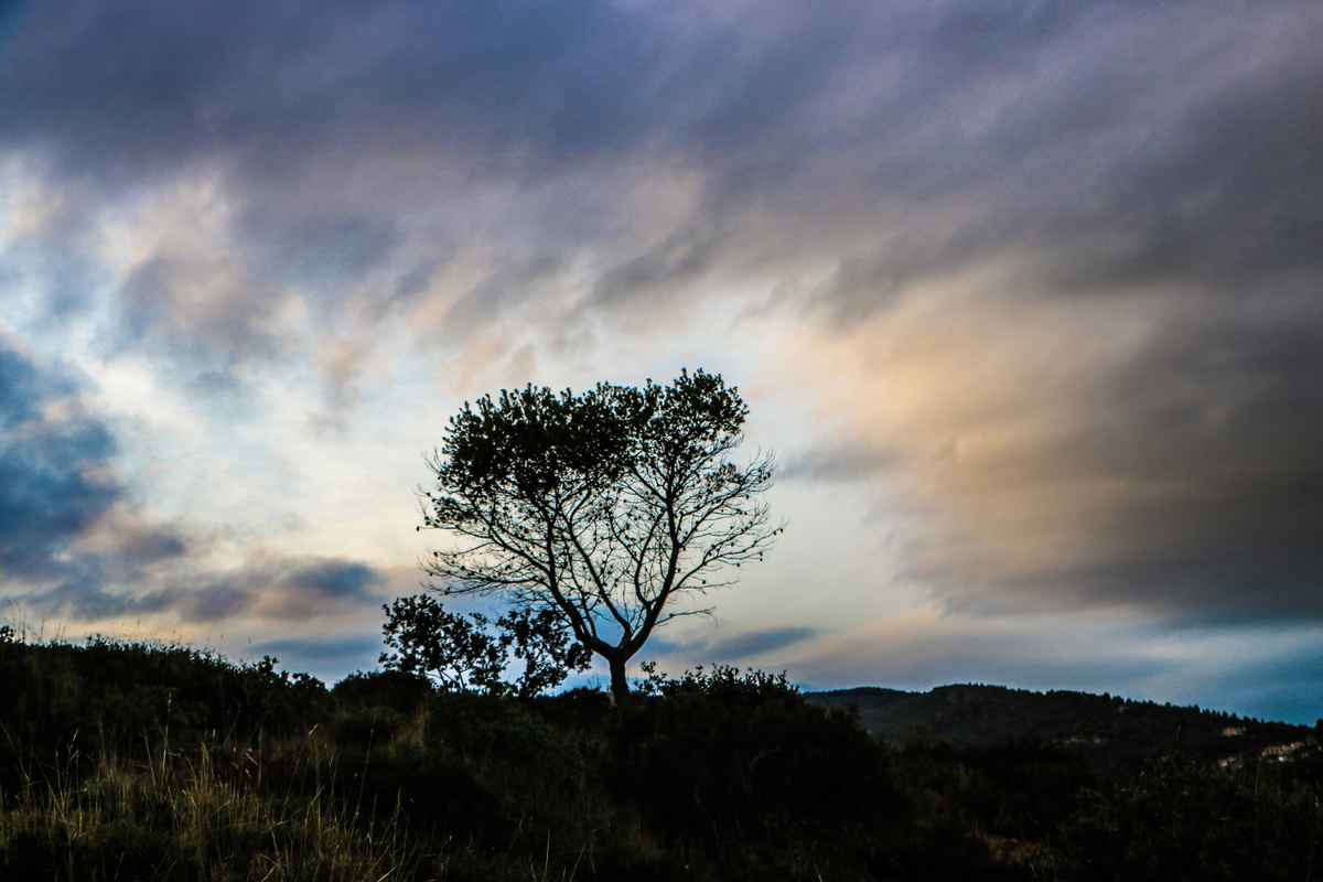 Baum im Gegenlicht