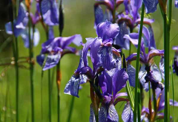 Sibirische Schwertlilien 03