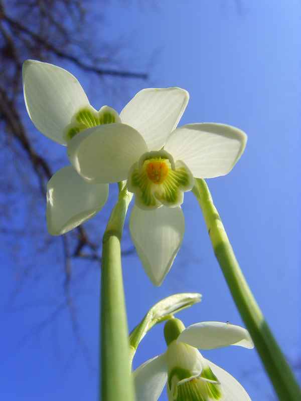 Mal unters Schneeglöckchen geschaut