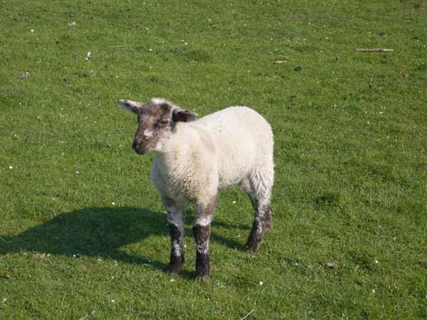 Ein  Schaf