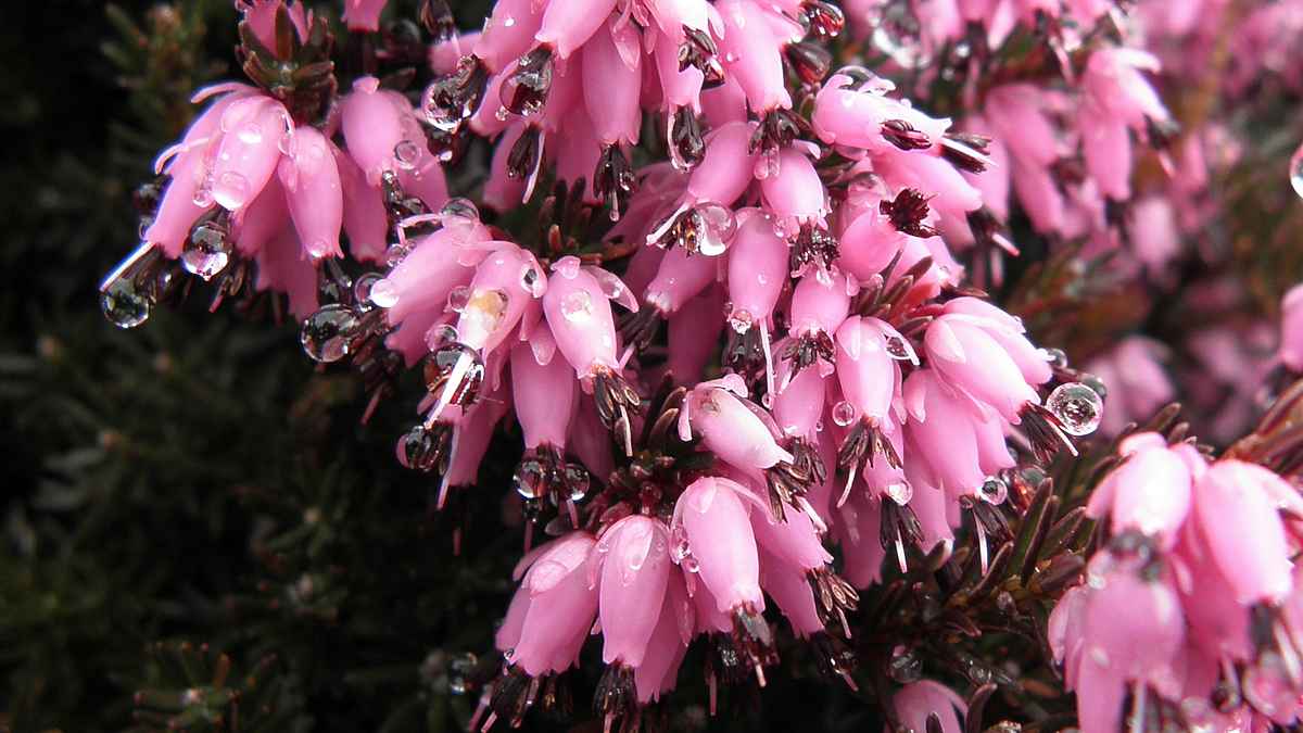 Erica mit Morgentau