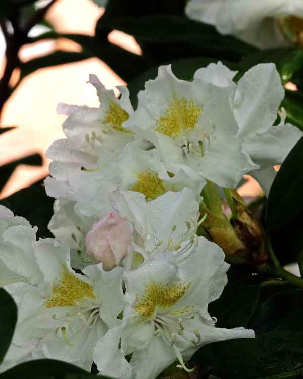 rhododendron