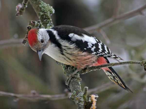 Ein Specht beim spechten