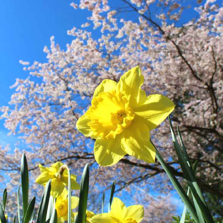 FRÜHLINGSERWACHEN I