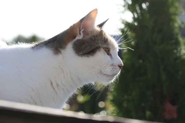 Katzenportrait