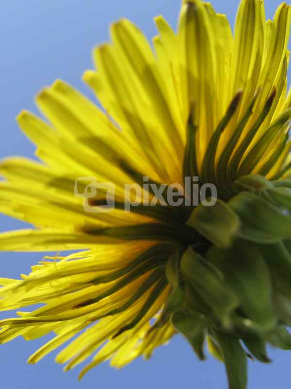 Löwenzahnblüte