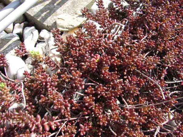 Sedum