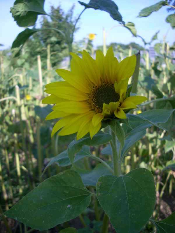 Sonnenblume