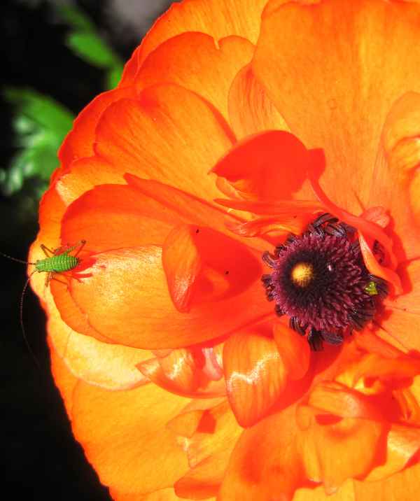 Ranunkelblüten-Makro mit unbekanntem Besucher