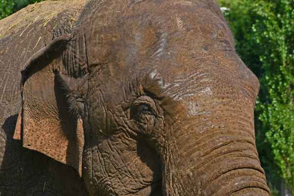 Asiatischer Elefant/Elephas maximus