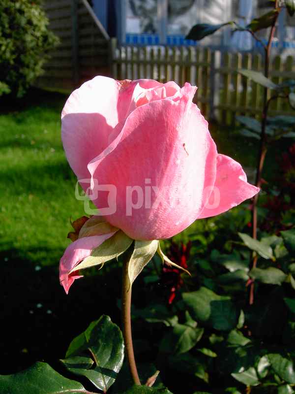 Rosa Rose