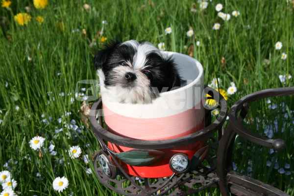 Coton de Tulear Welpe