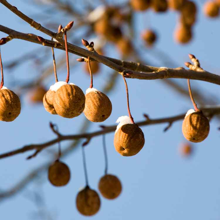 Taschentuchbaum im Winter