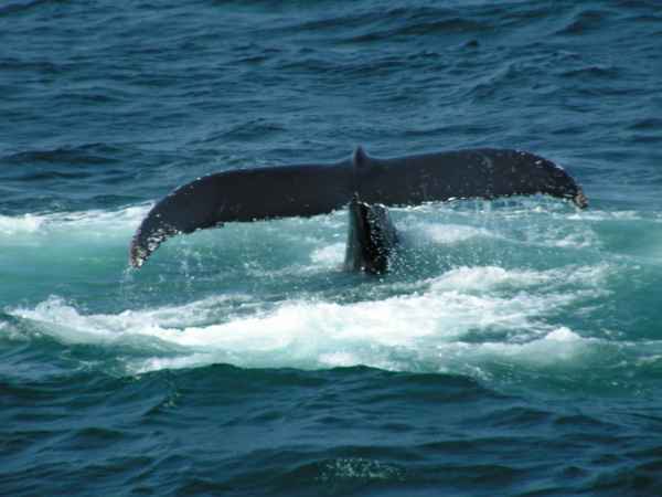 Whale Watching