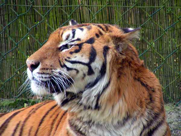 Tiger 9