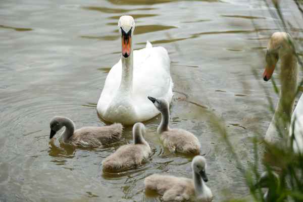 Schwanenfamilie