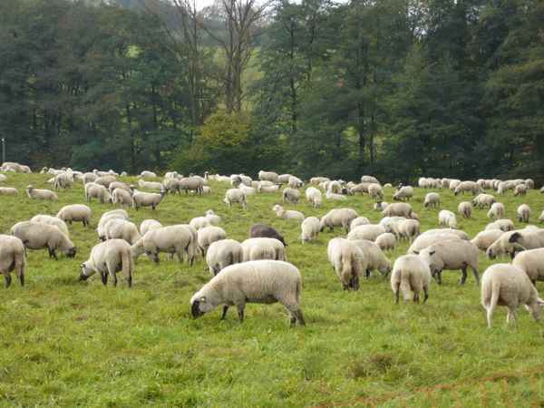 Schafe im Sauerland