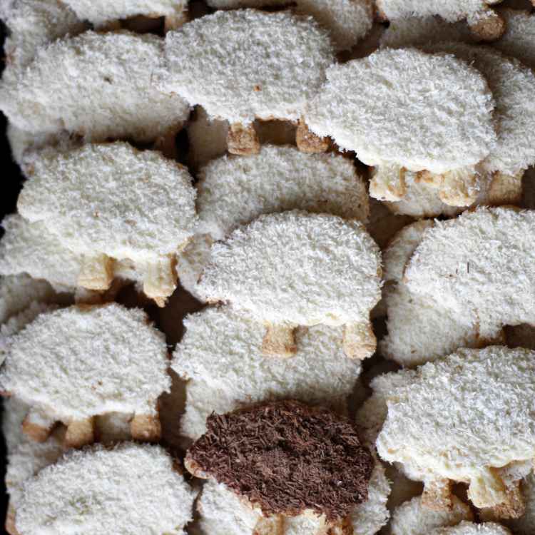 There is a black sheep in every flock