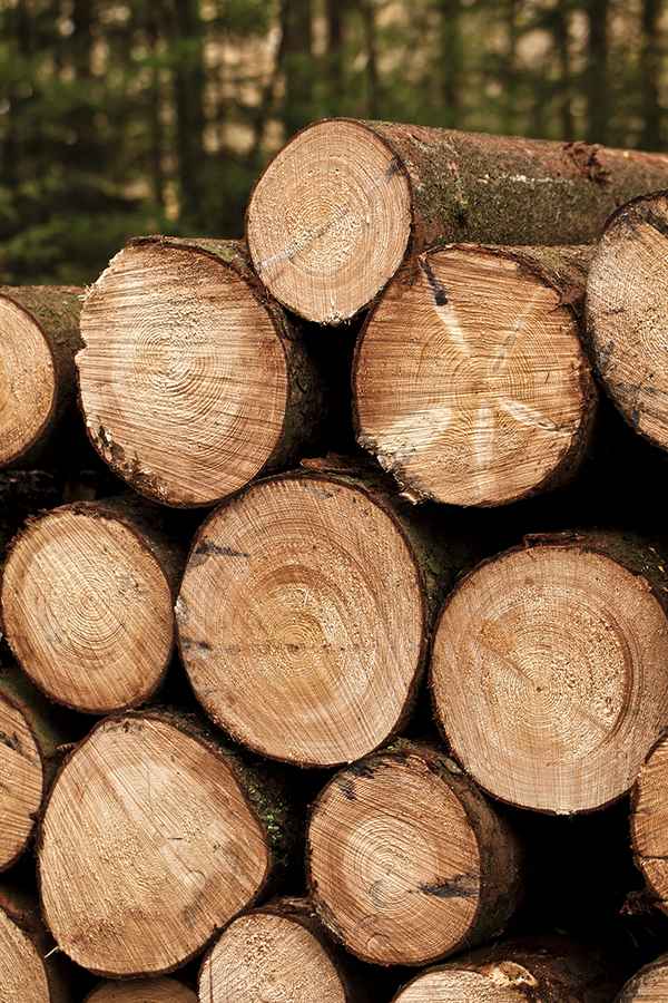 Es wird wieder Holz geschlagen