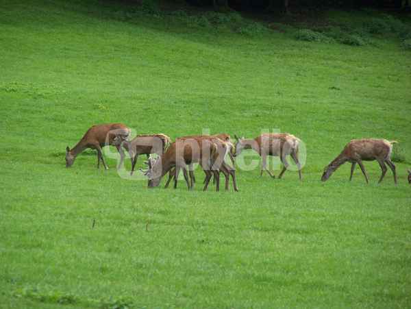 Rehe
