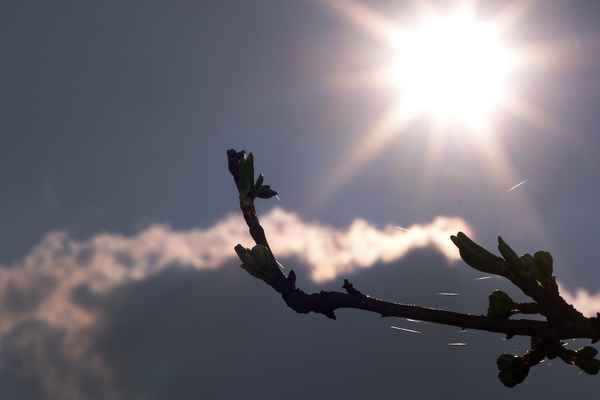 Knospen im Gegenlicht I