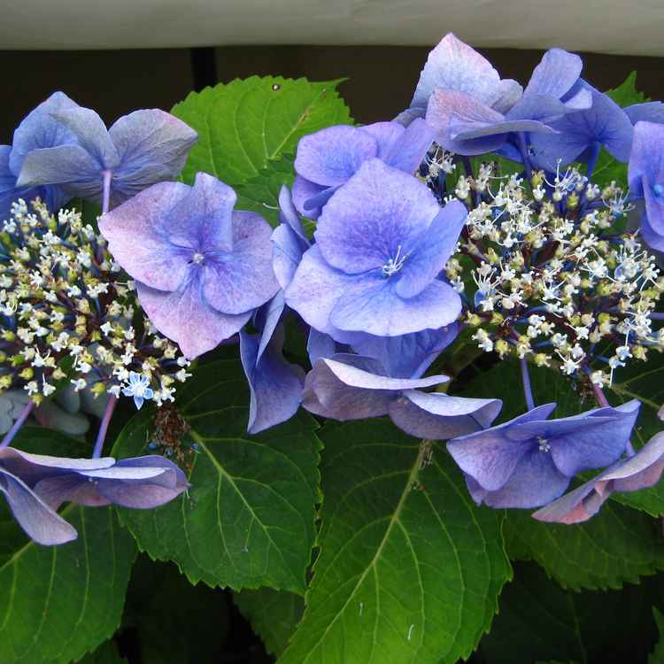 Blaue Tellerhortensie