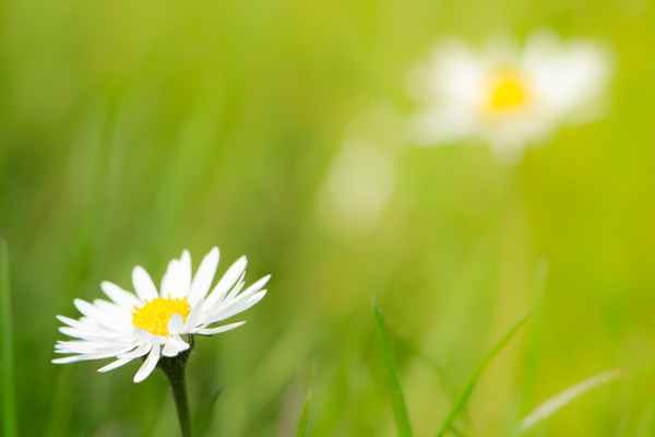 Weiße Blüte Gänseblümchen