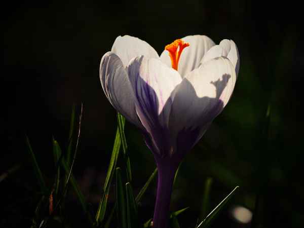 licht und schattenspiele  7