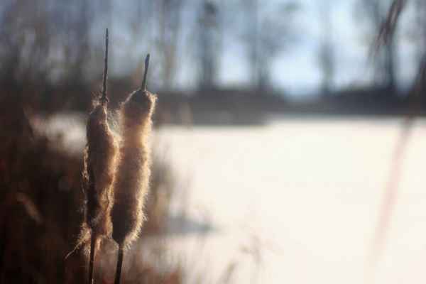 Im Licht