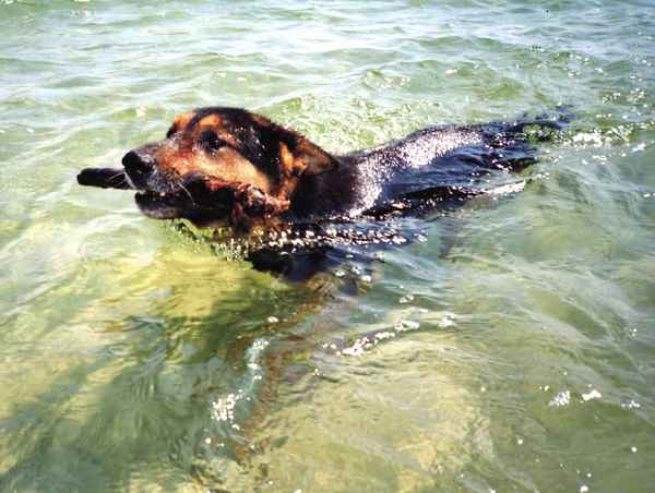 See - Hund