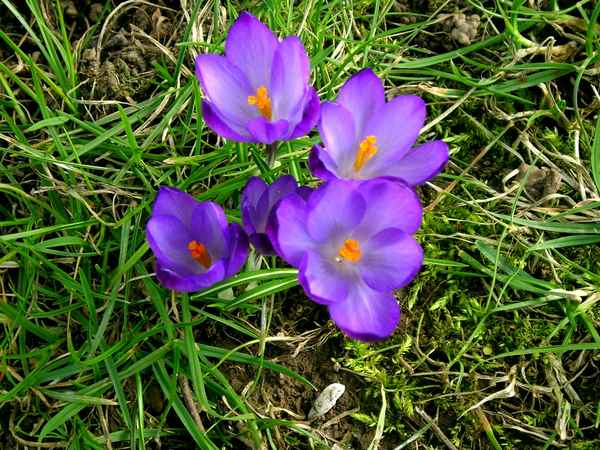 der Frühling ist da