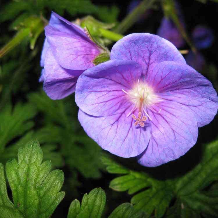 violetter Storchschnabel