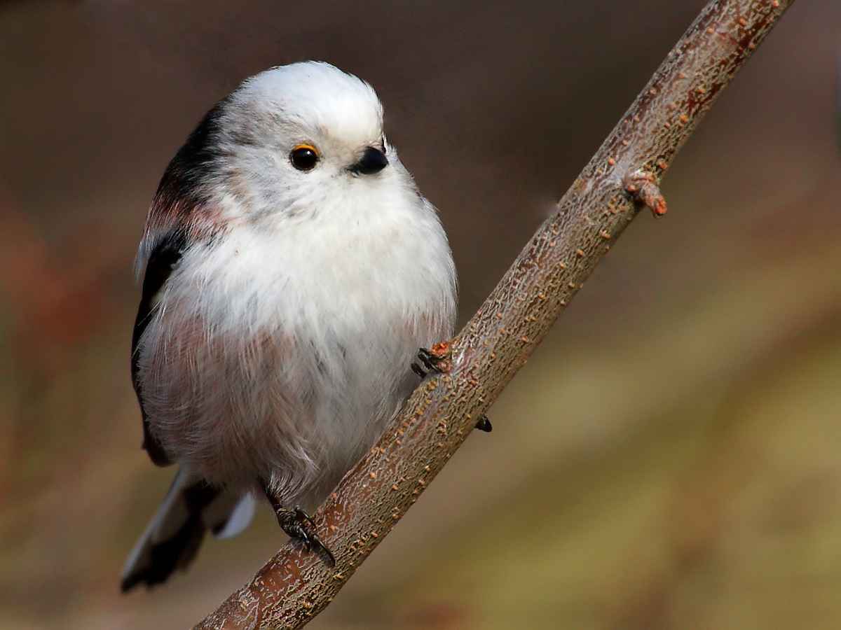 Püppchen