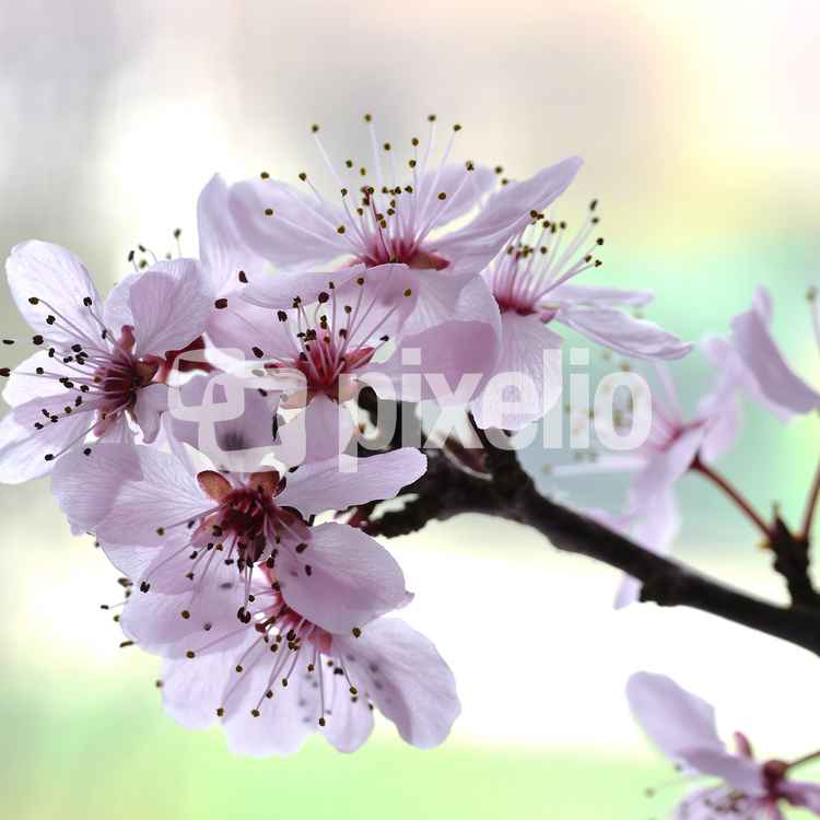 Kirschblüte . . .