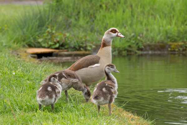 Nilgans mit Küken