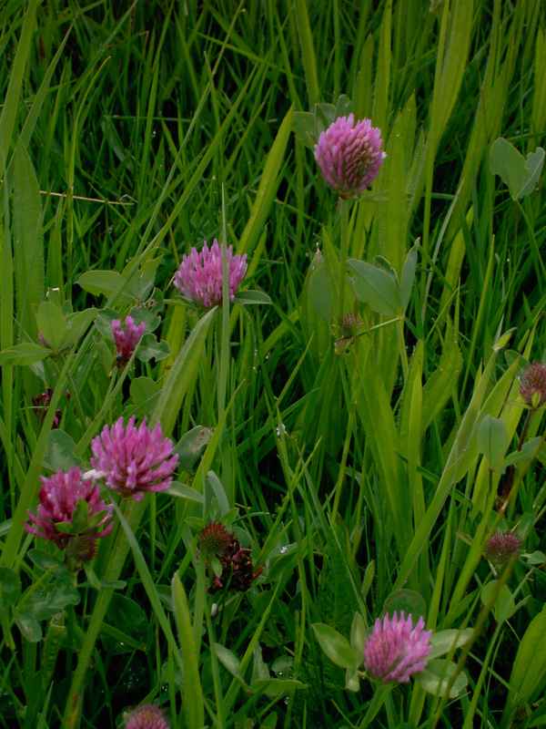 Blumen
