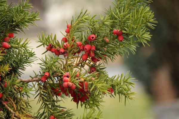 früchte einer europäischen eibe