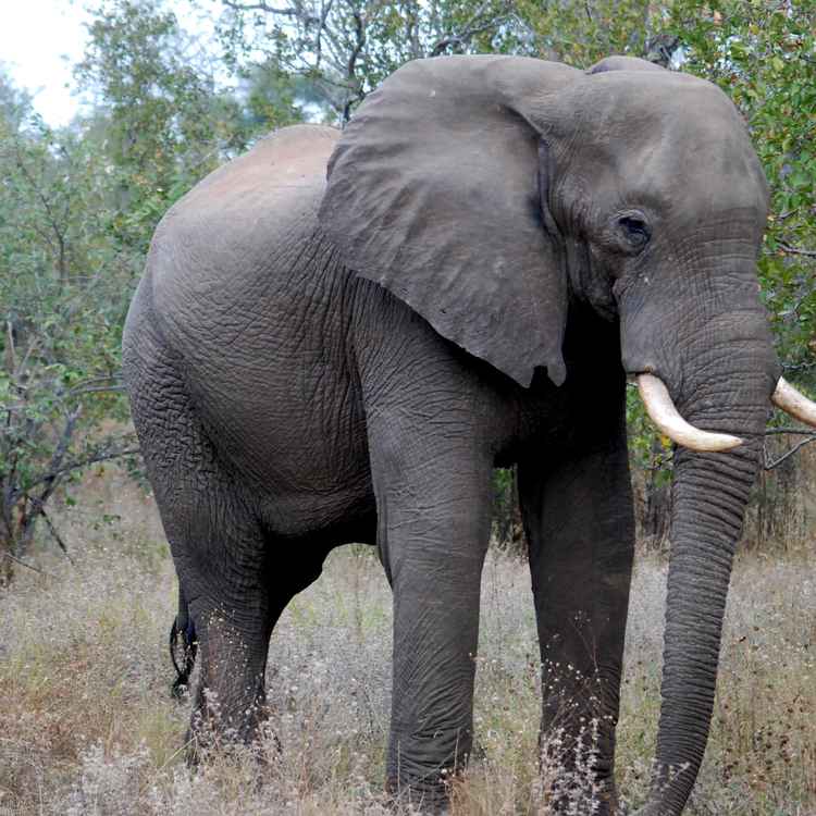 Elefant im Morgengrauen