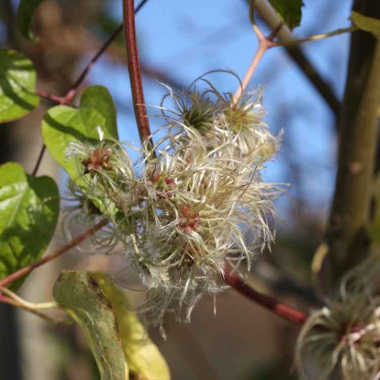 Clematis Fruchtstand noch mit Laub