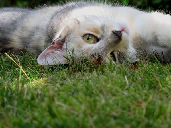 Ich liebe den Garten