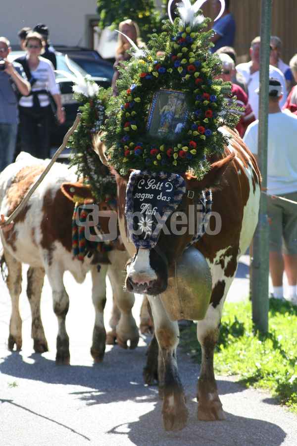 Almabtrieb im Zillertal