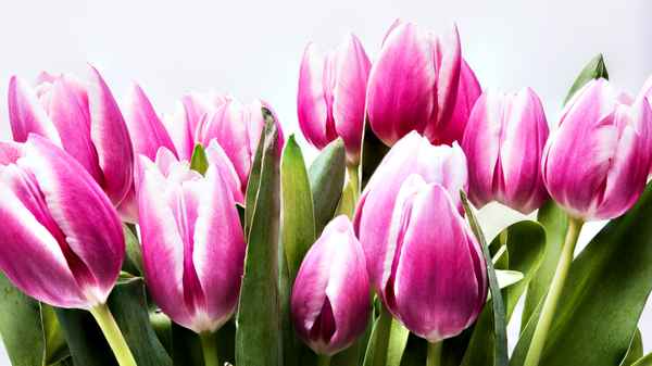 Strauß Tulpen