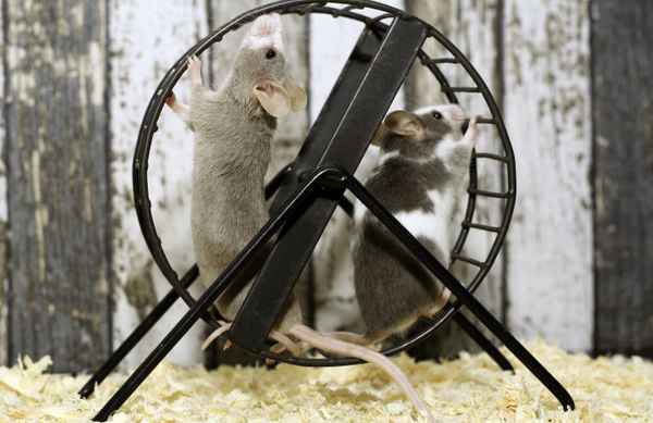 Maus