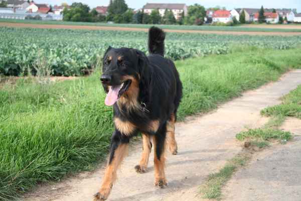 Gassi gehen