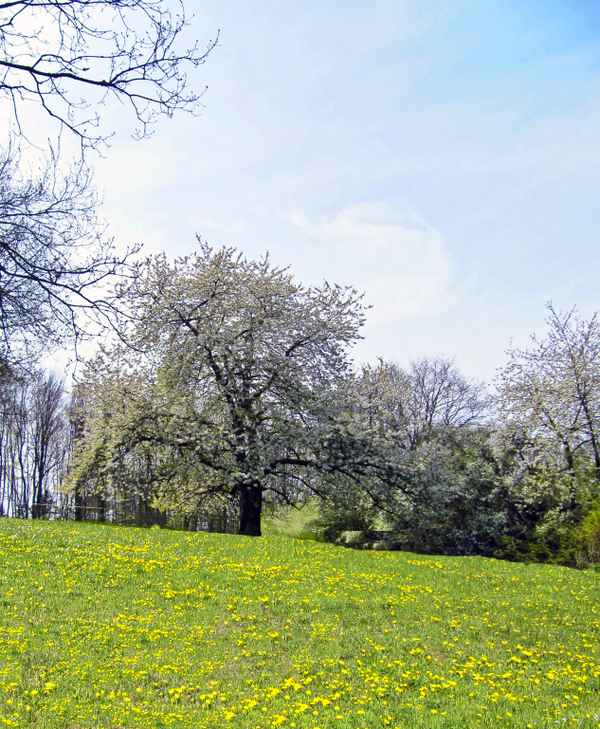 Die Natur erwacht