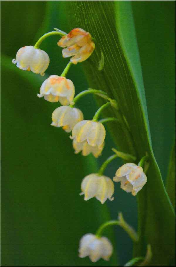 der Duft von Maiglöckchen